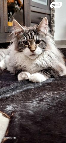 חתול מיין קון