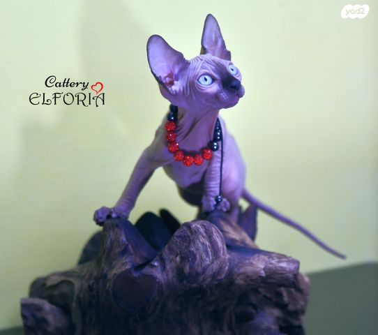 חתול ספינקס