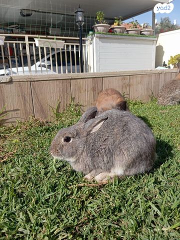 מכרסם ארנב ראש אריה