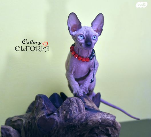 חתול ספינקס