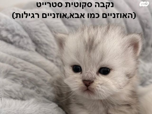 חתול סקוטי