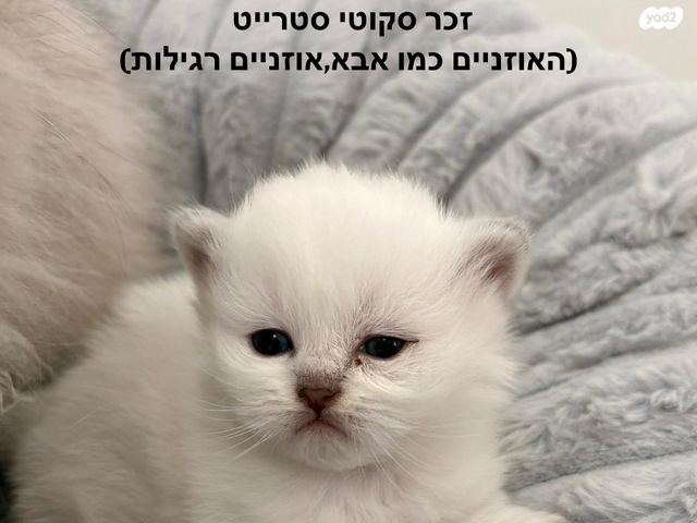 חתול סקוטי