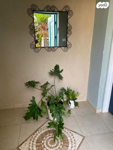 דירת גן, הרקפת 11, עלי