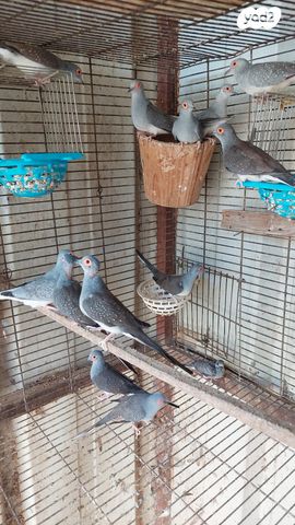 תמונת מודעה - חיות מחמד