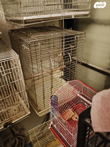 תמונת מודעה - חיות מחמד