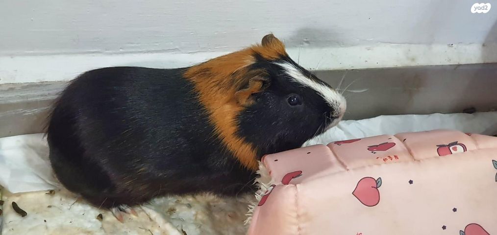 תמונת מודעה - חיות מחמד