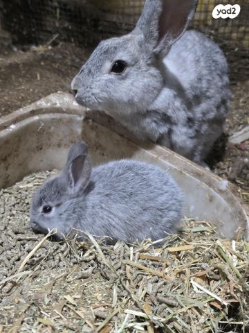 תמונת מודעה - חיות מחמד