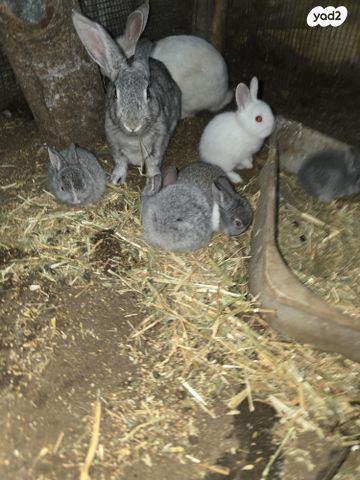 תמונת מודעה - חיות מחמד