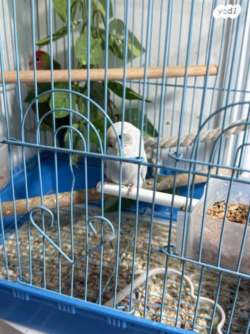 תמונת מודעה - חיות מחמד