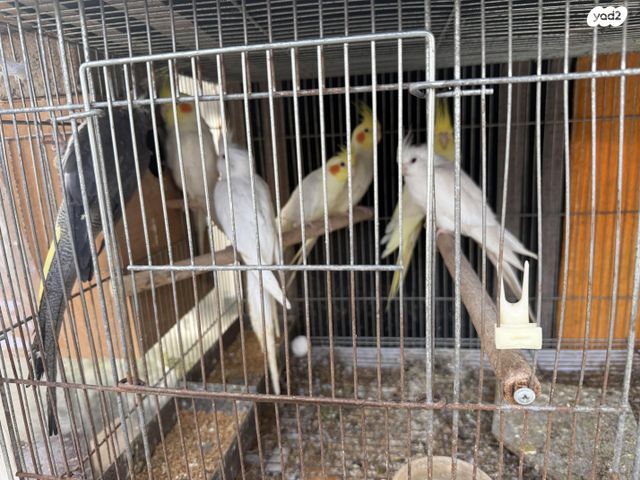 תמונת מודעה - חיות מחמד