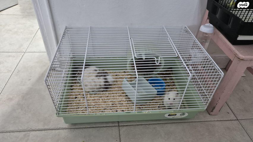 תמונת מודעה - חיות מחמד