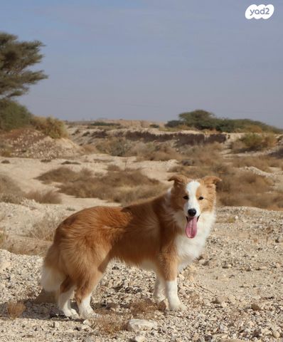 תמונת מודעה - חיות מחמד
