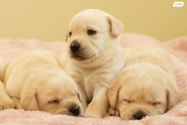 תמונת מודעה - חיות מחמד