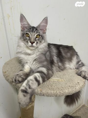 תמונת מודעה - חיות מחמד