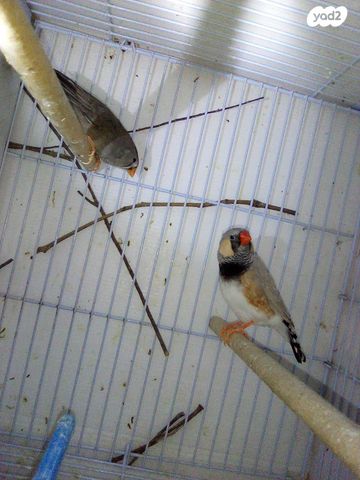 תמונת מודעה - חיות מחמד