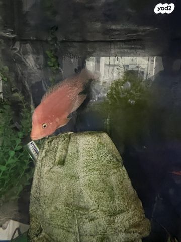 תמונת מודעה - חיות מחמד