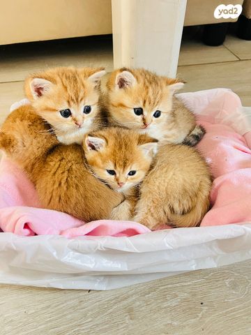 תמונת מודעה - חיות מחמד