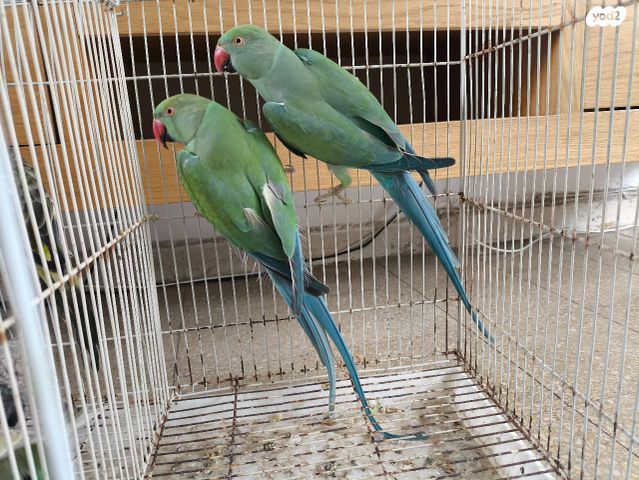 תמונת מודעה - חיות מחמד