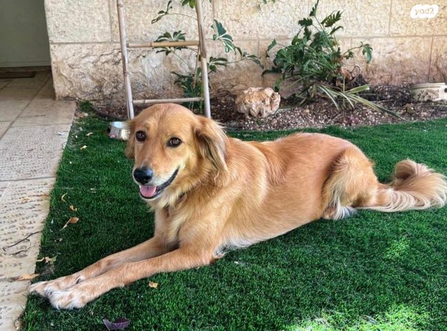 תמונת מודעה - חיות מחמד