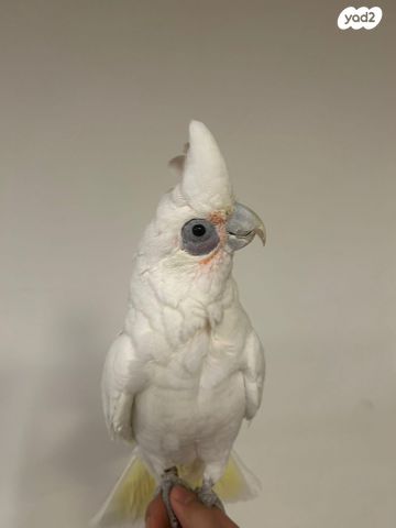 תמונת מודעה - חיות מחמד