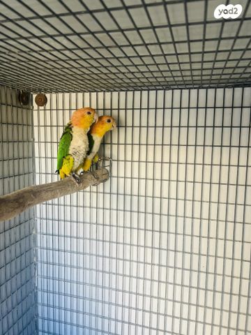 תמונת מודעה - חיות מחמד