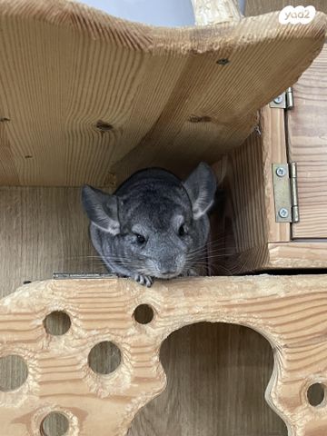 תמונת מודעה - חיות מחמד