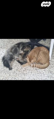 תמונת מודעה - חיות מחמד