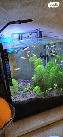 תמונת מודעה - חיות מחמד