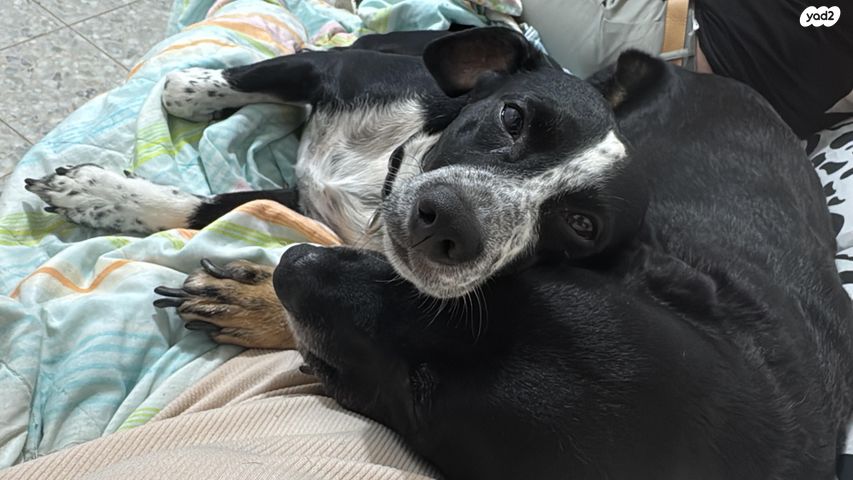 תמונת מודעה - חיות מחמד