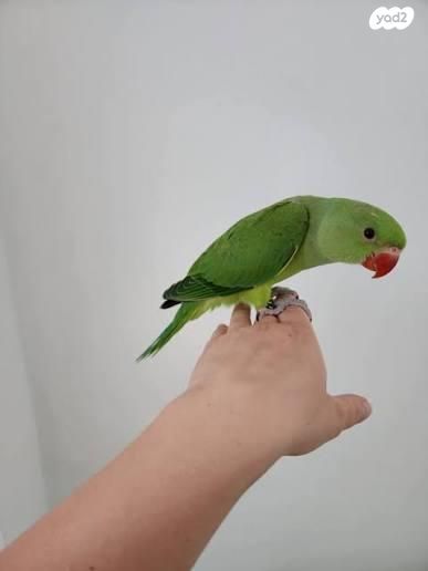 תמונת מודעה - חיות מחמד