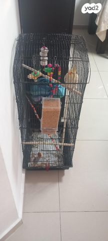 תמונת מודעה - חיות מחמד