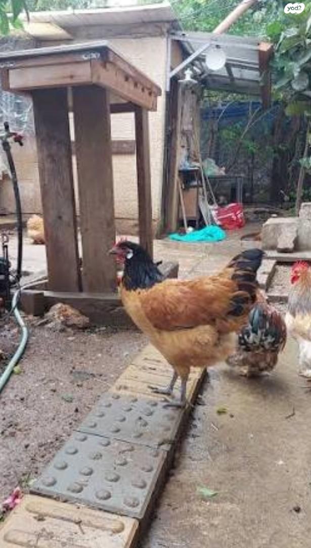 תמונת מודעה - חיות מחמד