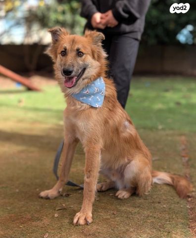 תמונת מודעה - חיות מחמד