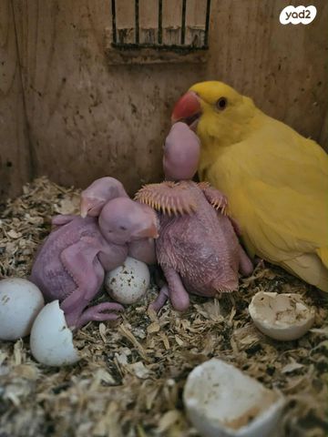 תמונת מודעה - חיות מחמד