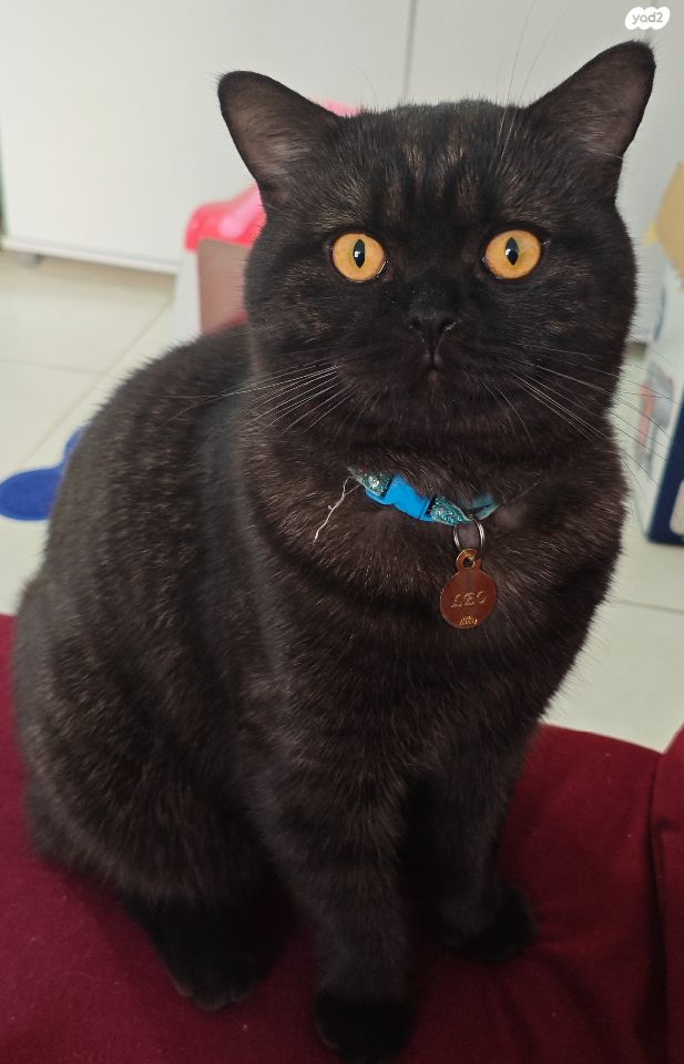 תמונת מודעה - חיות מחמד