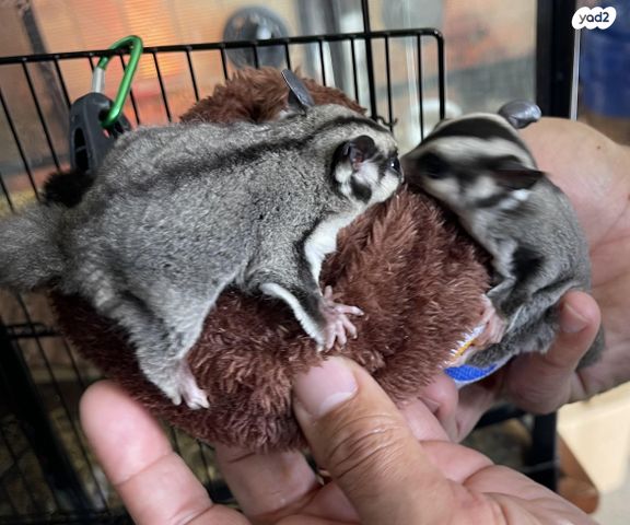 תמונת מודעה - חיות מחמד