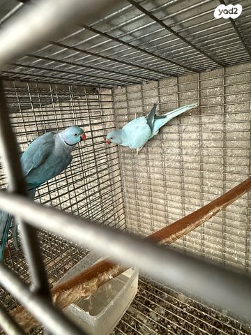 תמונת מודעה - חיות מחמד