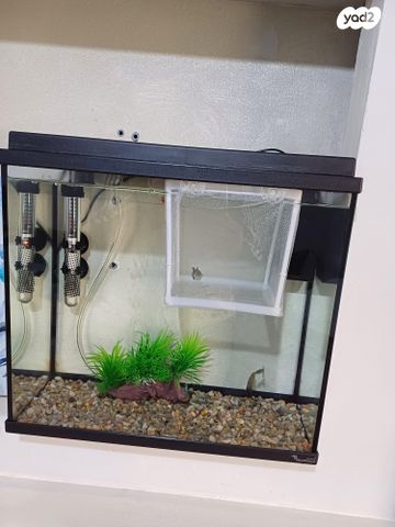 תמונת מודעה - חיות מחמד