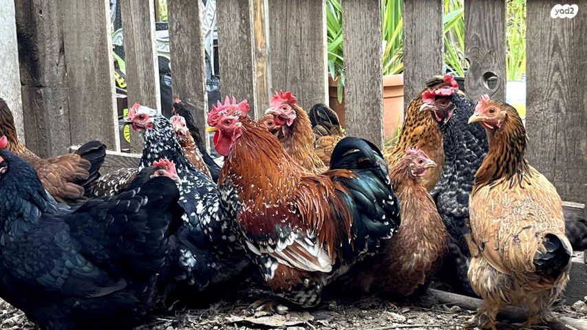 תמונת מודעה - חיות מחמד