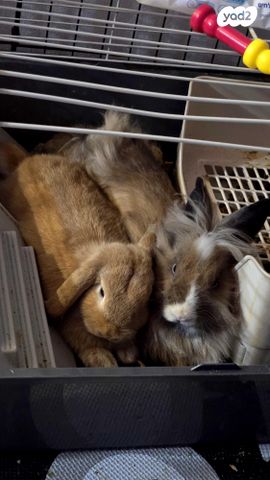 תמונת מודעה - חיות מחמד