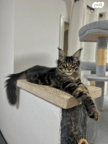 תמונת מודעה - חיות מחמד