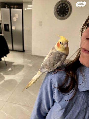 תמונת מודעה - חיות מחמד