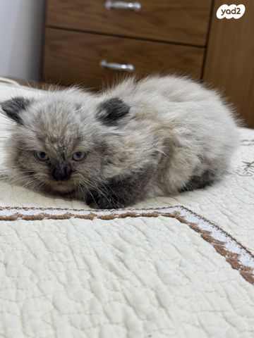 תמונת מודעה - חיות מחמד