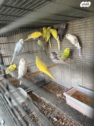 תמונת מודעה - חיות מחמד