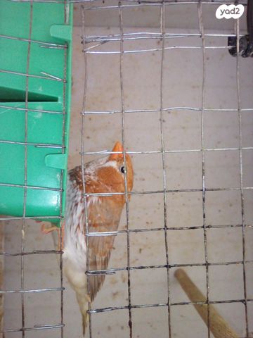 תמונת מודעה - חיות מחמד