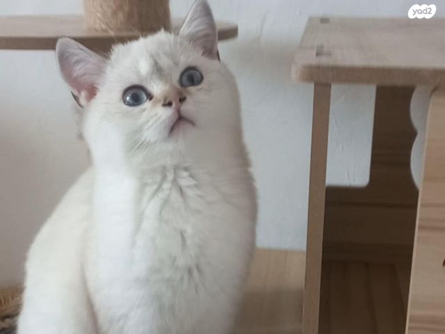 תמונת מודעה - חיות מחמד