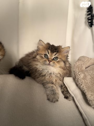 תמונת מודעה - חיות מחמד