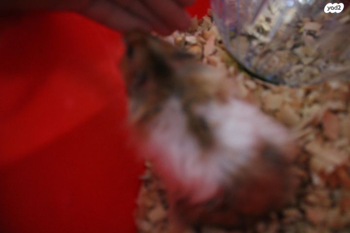 תמונת מודעה - חיות מחמד