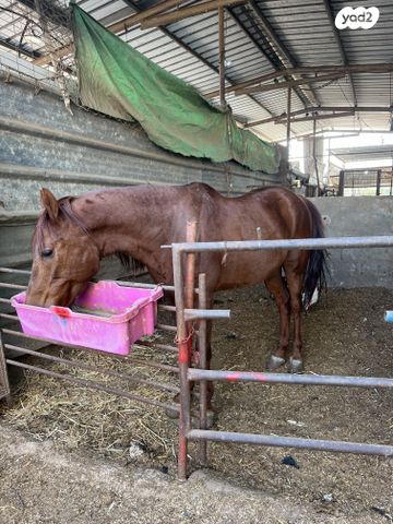 תמונת מודעה - חיות מחמד