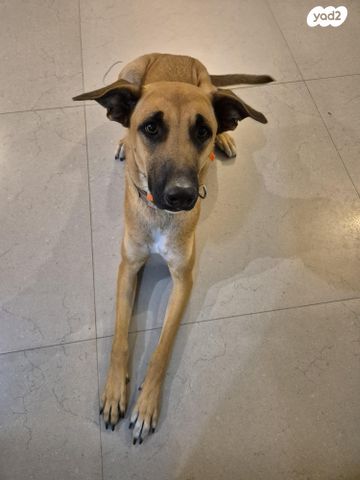 תמונת מודעה - חיות מחמד